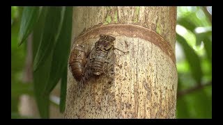 Cicadas  The loudest insects in the world [upl. by Ihskaneem]