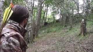 INSTINCTIVE ARCHERY ACCURACY AND FOCUS [upl. by Stevenson]