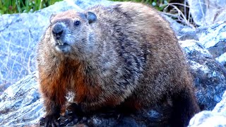 Groundhog call sounds amp cute  funny moments [upl. by Rey]