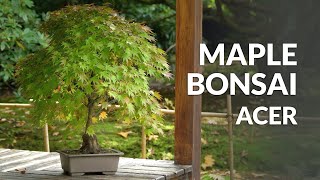 Japanese Maple Bonsai care Acer palmatum [upl. by Navlys]