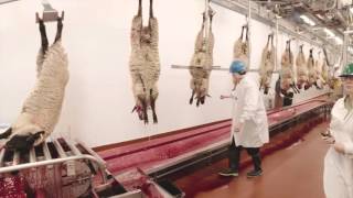 Video Tour of a Lamb Plant Featuring Temple Grandin [upl. by Crescint]