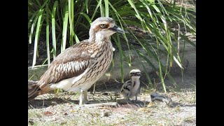 Tweed’s Curlew Coast – Living with Bush Stonecurlews [upl. by Eceertal]