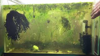 Scuds Daphnia Cherry Shrimp Copepods My aquatic food culture [upl. by Woolley852]