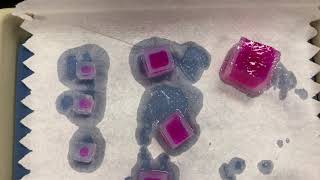 Agar Cube Diffusion Lab [upl. by Sybil]