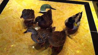 Peabody Hotel Duck March [upl. by Anilrats]