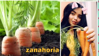 Como cultivar zanahoria en casa [upl. by Smiga]