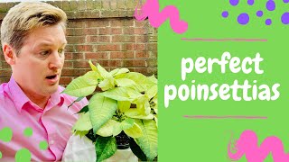 How to Care for Poinsettias Summer Tips [upl. by Lanny]