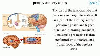 primary auditory cortex [upl. by Wagstaff]