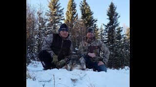 Trapping wolves in Alberta [upl. by Aihsal92]