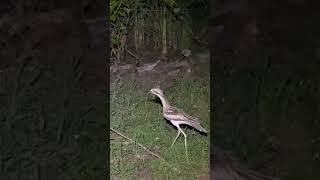 Clumsy Bush stone  Curlew Bird Australia Shorts Curlew [upl. by Stace475]