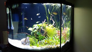 New Aquarium Update Aqueon 36 Gallon Bowfront Ensemble [upl. by Anitsua]