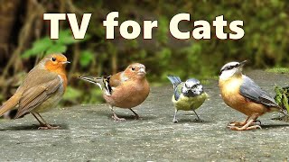 Cat TV Birds  Captivating Birds for Cats to Watch [upl. by Warfield714]