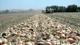 Growing Onions for the Bloomin Onion  LampL Farms  Pasco WA  Washington Grown [upl. by Meier414]