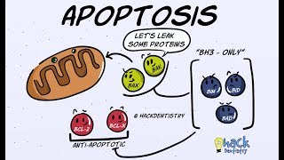 Apoptosis  Introduction Morphologic Changes and Mechanism [upl. by Eiryk]