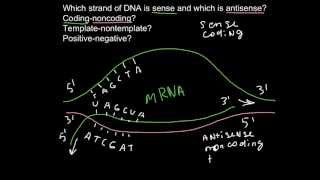 Antisense Oligonucletotide Therapy for Spinal Muscular Atrophy [upl. by Okin]