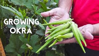 Growing Okra in Raised Beds Gumbo Ladys Finger [upl. by Yrolam]