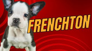 Frenchton  French Bulldog Boston Terrier Mix Designer Dogs 101 [upl. by Chapen290]