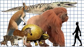 Cenozoic Beast A size comparison [upl. by Allicerp]