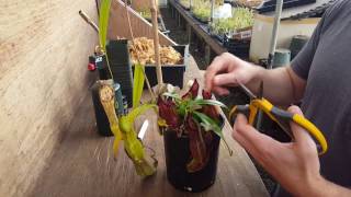 The Ultimate Nepenthes Cutting Guide [upl. by Ingaberg595]