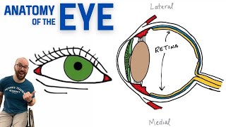 Anatomy of the Eye [upl. by Notnel374]