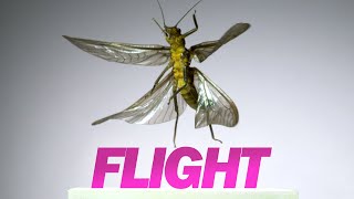 Insect Flight  Capturing Takeoff amp Flying at 3200 FPS [upl. by Seftton578]