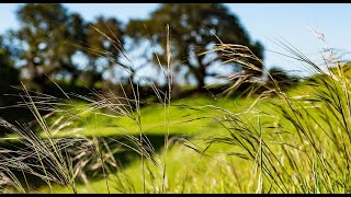 Californias Grasslands  The Forest Beneath Our Feet [upl. by Shatzer726]