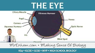 The Eye  GCSE Biology 91 [upl. by Riess]