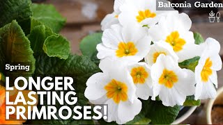 How To Make Primroses Bloom Longer When Grown Indoors 🌿 Balconia Garden [upl. by Anohs769]