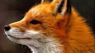 Ylvis  The Fox what does the fox say Lyrics [upl. by Lyj]