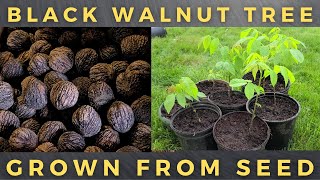 How To Grow Black Walnut Tree From Seed [upl. by Anaillil]