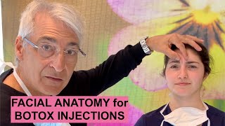 Facial ANATOMY for BOTOX Injections [upl. by Hewitt848]