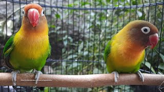 Lovebird Singing amp Chirping Sounds  Green Fischer Pair [upl. by Airbmak]