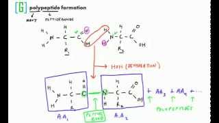 Polypeptide Formation [upl. by Sanfo]