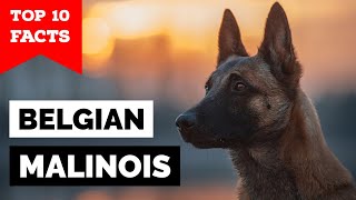 Belgian Malinois  Top 10 Facts [upl. by Norym813]