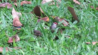 Common Waxbills Foraging [upl. by Muslim511]