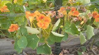 Nasturtium Plant Profile [upl. by Balfour]