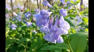 Starting Virginia Blue Bells Mertensia virginica from Seed [upl. by Drofyar]