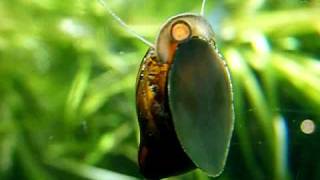 Neritina sp    Neritidae  Escargot deau douce  Aquarium de la Porte Dorée [upl. by Concettina448]