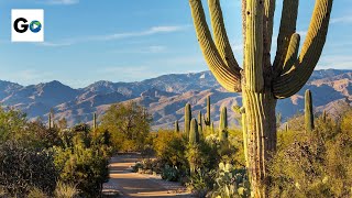 Saguaro National Park [upl. by Eilsil]