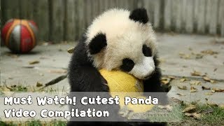 Must Watch 1  Cutest Panda Video Compilation  iPanda [upl. by Sonaj]