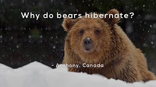 Why do bears hibernate [upl. by Harle]