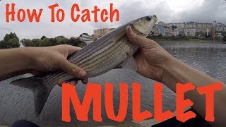 How To Catch Mullet  Fishing Guide [upl. by Euqinim]