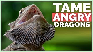 How I Tame Angry amp Scared Bearded Dragons [upl. by Nnarual]