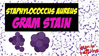 Staphylococcus aureus gram stain microscopic observation [upl. by Nnylireg]