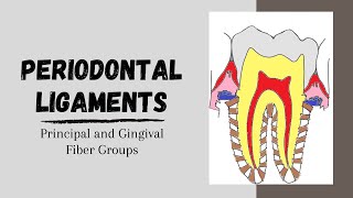 Periodontal ligaments  Principal and Gingival fibers [upl. by Casandra]