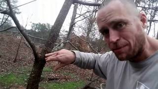 Arborist tips on how to prune your trees [upl. by Nazario688]