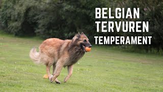 Belgian Tervuren Temperament [upl. by Fran]