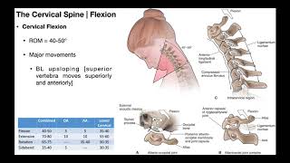 Cervical Flexion amp Extension BIOMECHANICS [upl. by Nagear]