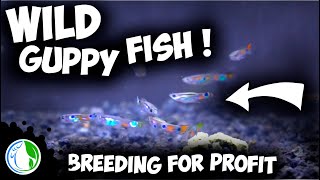 WILD Guppy Fish Breeding For Profit  All My Wild Collected Guppies [upl. by Bengt]