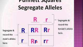 BioLect Punnett Squares P F1 amp F2 generations [upl. by Melliw667]